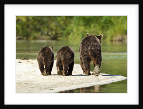Brown Bear and Cubs, Katmai National Park, Alaska by Anonymous