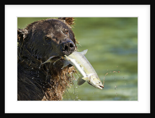 Brown Bear Fishing for Salmon, Katmai National Park, Alaska by Anonymous