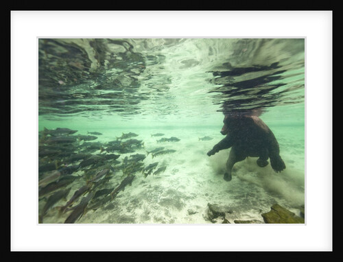Underwater Brown Bear, Katmai National Park, Alaska by Anonymous