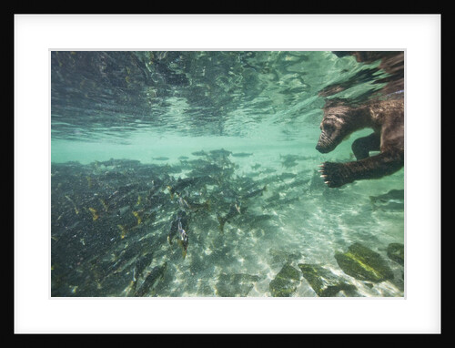 Underwater Brown Bear, Katmai National Park, Alaska by Anonymous