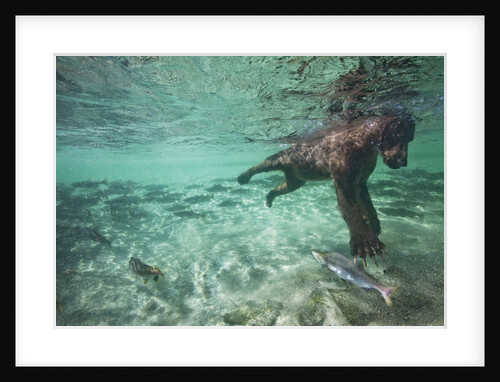 Underwater Brown Bear, Katmai National Park, Alaska by Anonymous