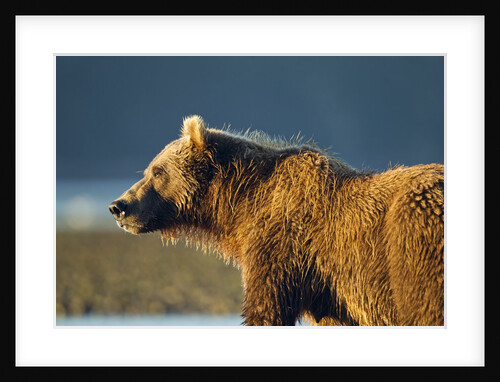 Brown Bear at Dawn, Katmai National Park, Alaska by Anonymous