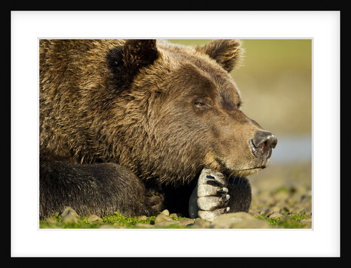 Brown Bear, Katmai National Park, Alaska by Anonymous