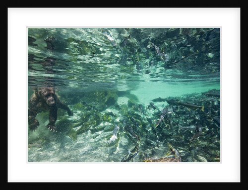 Underwater Brown Bear, Katmai National Park, Alaska by Anonymous