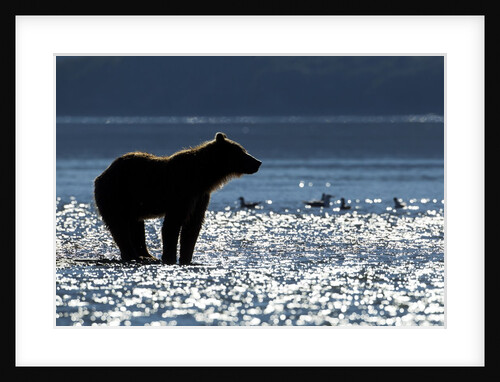 Brown Bear, Katmai National Park, Alaska by Anonymous