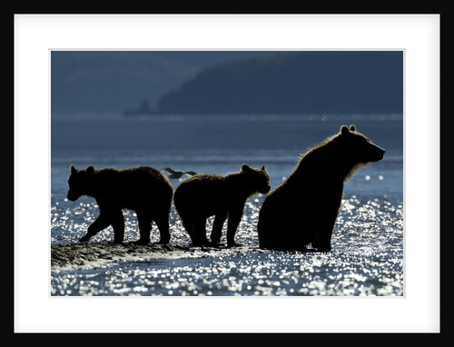 Brown Bear and Cubs, Katmai National Park, Alaska by Anonymous