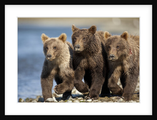 Brown Bear Cubs, Katmai National Park, Alaska by Anonymous