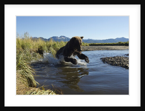 Brown Bear Fishing, Katmai National Park, Alaska by Anonymous