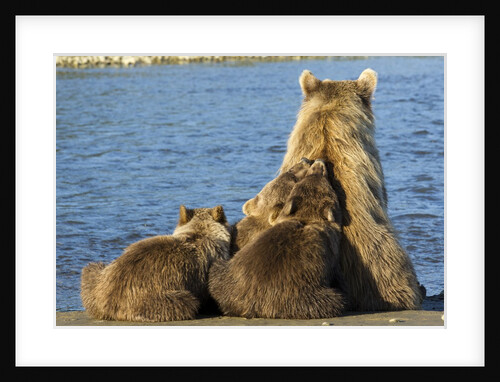 Brown Bear Sow and Cubs, Katmai National Park, Alaska by Anonymous