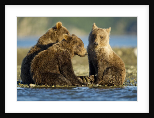 Brown Bear Cubs, Katmai National Park, Alaska by Anonymous