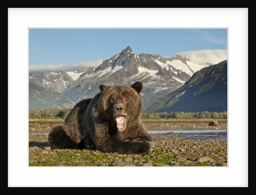 Grizzly Bear, Katmai National Park, Alaska by Anonymous