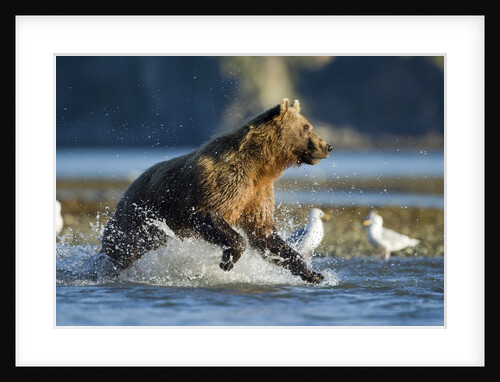 Fishing Brown Bear in Katmai National Park by Anonymous