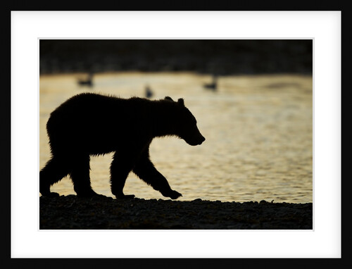 Brown Bear Cub, Katmai National Park, Alaska by Anonymous