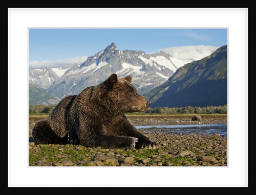 Brown Bear, Katmai National Park, Alaska by Anonymous