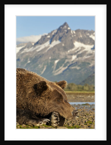 Brown Bear and Coastal Mountains, Katmai National Park, Alaska by Anonymous