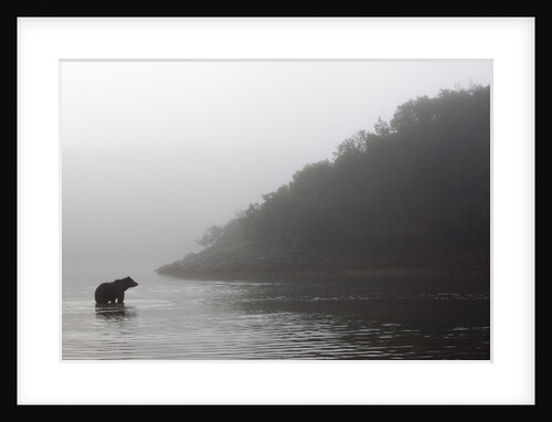 Brown Bear in Fog, Katmai National Park, Alaska by Anonymous