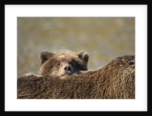 Brown Bear Cub and Mother, Katmai National Park, Alaska by Anonymous