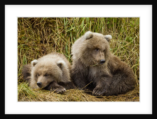 Brown Bear Spring Cubs, Katmai National Park, Alaska by Anonymous