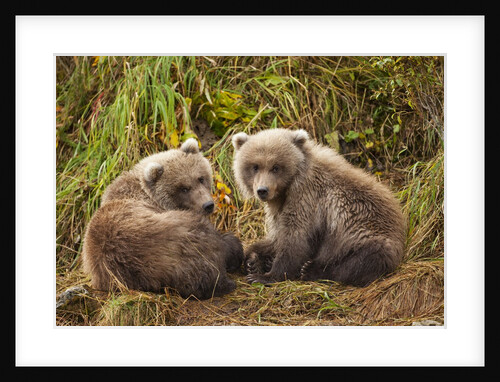 Brown Bear Spring Cubs, Katmai National Park, Alaska by Anonymous