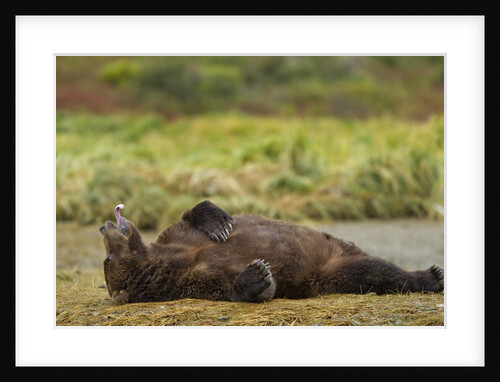 Resting Brown Bear, Katmai National Park, Alaska by Anonymous