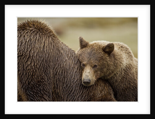Brown Bear Cub and Sow, Katmai National Park, Alaska by Anonymous