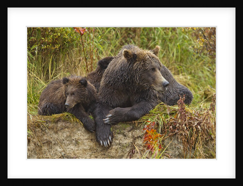 Brown Bear Sow and Cubs, Katmai National Park, Alaska by Anonymous