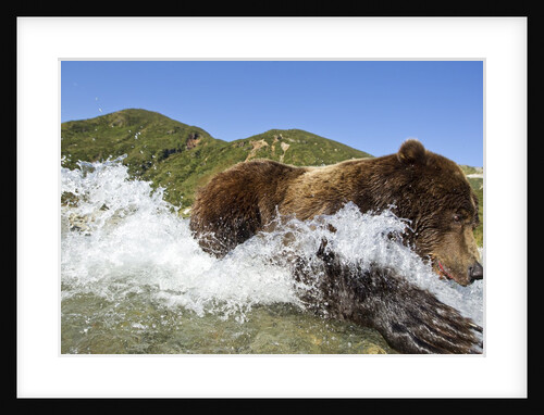 Fishing Brown Bear, Katmai National Park, Alaska by Anonymous