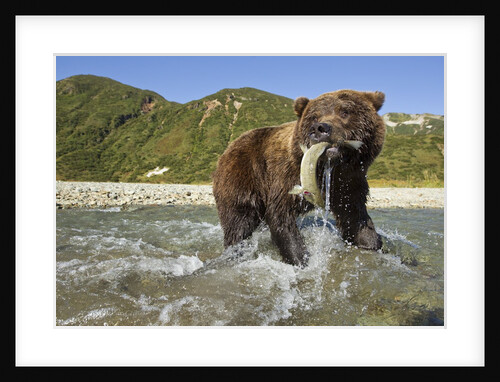 Brown Bear and Salmon, Katmai National Park, Alaska by Anonymous