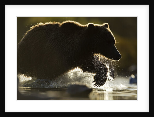 Fishing Brown Bear, Katmai National Park, Alaska by Anonymous