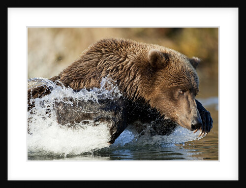 Fishing Brown Bear, Katmai National Park, Alaska by Anonymous