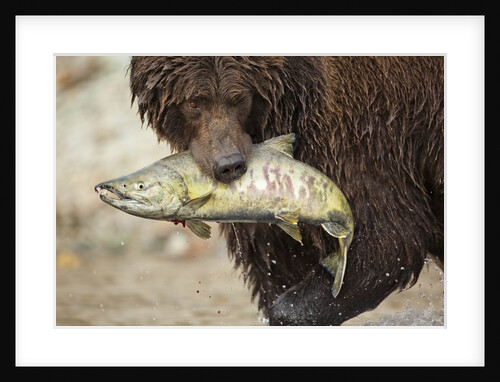 Brown Bear Catching Spawning Salmon, Katmai National Park, Alaska by Anonymous