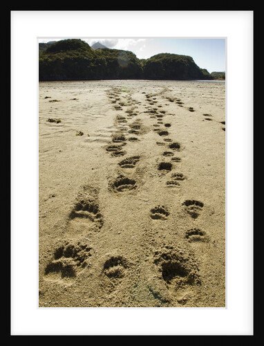 Brown Bear cub Footprints, Katmai National Park, Alaska by Anonymous