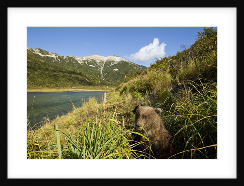 Brown Bear Spring Cub, Katmai National Park, Alaska by Anonymous