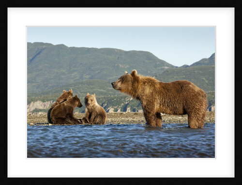 Fishing Brown Bear and Cubs, Katmai National Park, Alaska by Anonymous