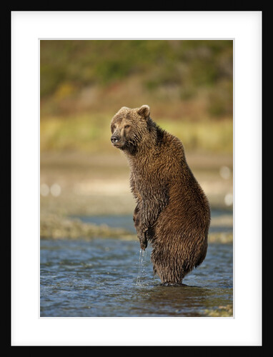 Standing Brown Bear, Katmai National Park, Alaska by Anonymous