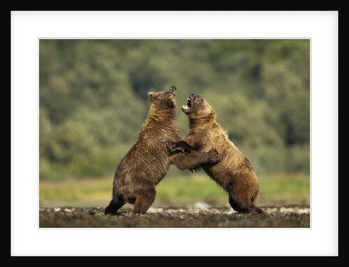 Grizzly Bear, Katmai National Park, Alaska by Anonymous