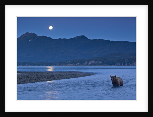 Brown Bear and Full Moon, Katmai National Park, Alaska by Anonymous