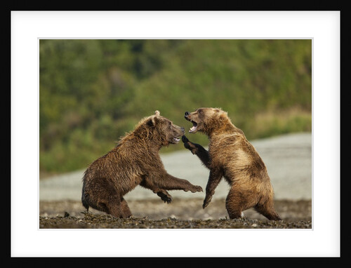 Fighting Brown Bears, Katmai National Park, Alaska by Anonymous