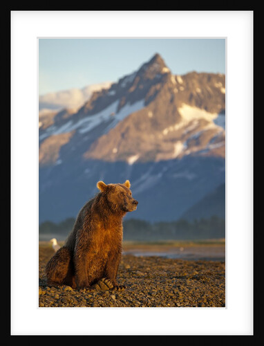 Brown Bear at Dawn, Katmai National Park, Alaska by Anonymous