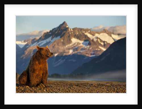 Brown Bear at Dawn, Katmai National Park, Alaska by Anonymous