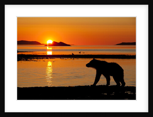 Brown Bear at Dawn, Katmai National Park, Alaska by Anonymous