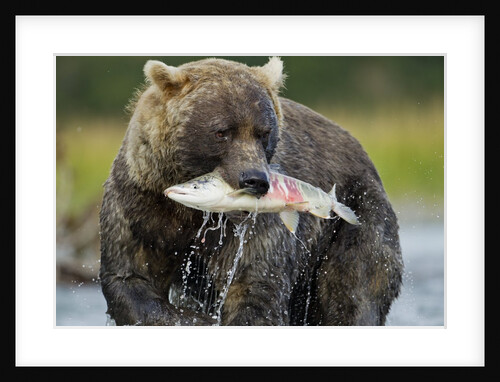 Brown Bear and Salmon, Katmai National Park, Alaska by Anonymous