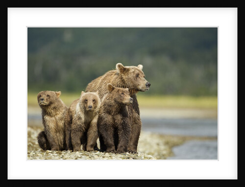 Brown Bear and Cubs, Katmai National Park, Alaska by Anonymous