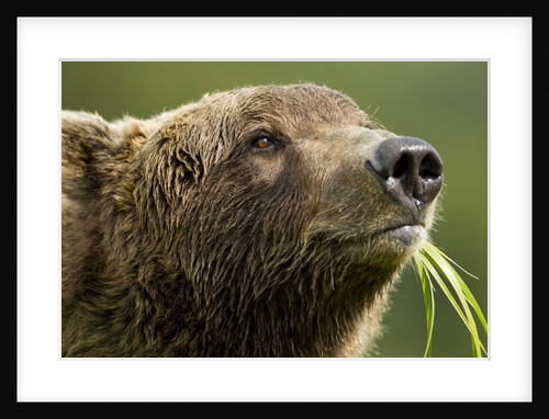 Brown Bear, Katmai National Park, Alaska by Anonymous