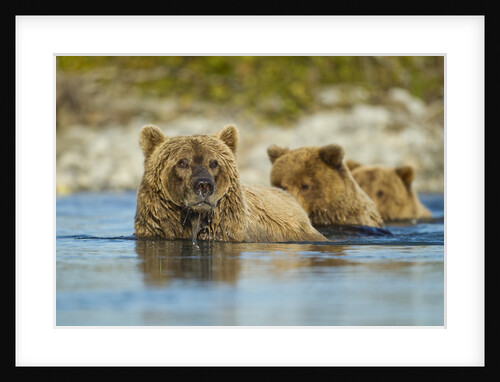 Brown Bear and Cubs, Katmai National Park, Alaska by Anonymous