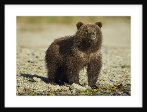 Brown Bear Spring Cub, Katmai National Park, Alaska by Anonymous