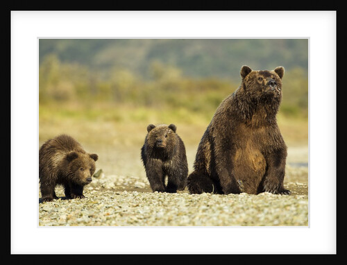 Brown Bear Sow and Cubs, Katmai National Park, Alaska by Anonymous