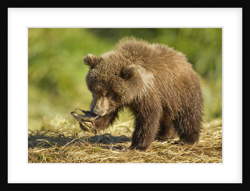 Brown Bear Spring Cub, Katmai National Park, Alaska by Anonymous