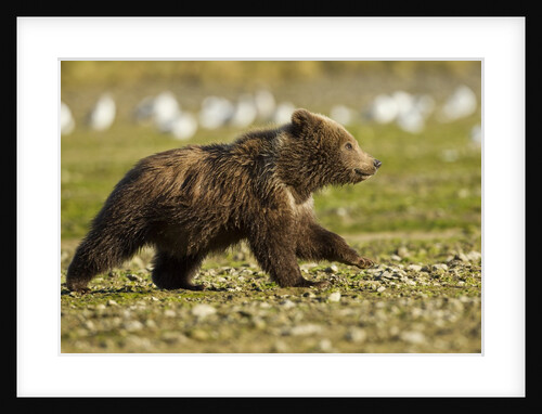 Brown Bear Spring Cubs, Katmai National Park, Alaska by Anonymous
