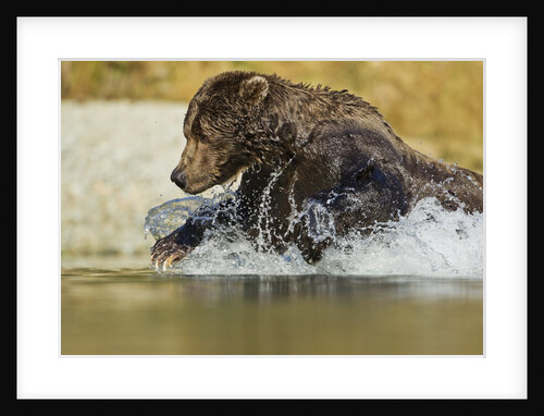 Fishing Brown Bear, Katmai National Park, Alaska by Anonymous